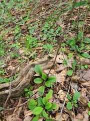 Salvia lyrata