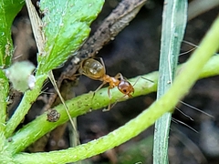 Dorymyrmex flavus
