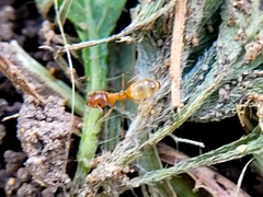 Dorymyrmex flavus