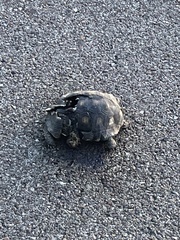 Gopherus berlandieri