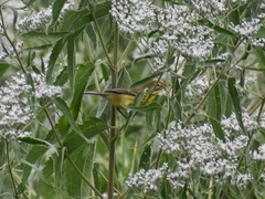 Setophaga discolor