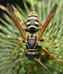Polistes nimpha