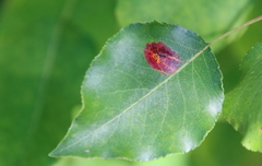 Gymnosporangium sabinae