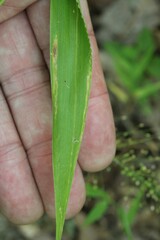 Dichanthelium
