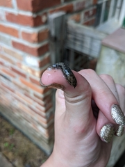 Megapallifera mutabilis