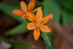Iris domestica