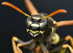 Polistes nimpha