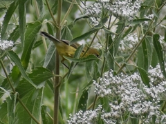 Setophaga discolor