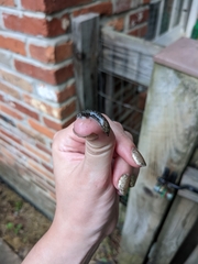 Megapallifera mutabilis