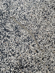 Thamnophis marcianus