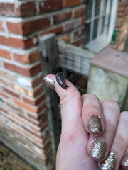 Megapallifera mutabilis