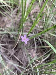 Phemeranthus parviflorus