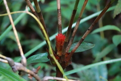 Costaceae