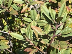 Frangula californica