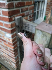 Megapallifera mutabilis