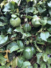 Passiflora edulis