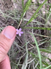 Phemeranthus parviflorus