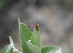 Tetraopes femoratus