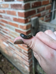 Megapallifera mutabilis