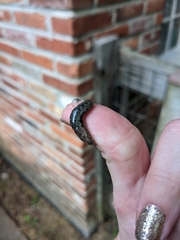 Megapallifera mutabilis