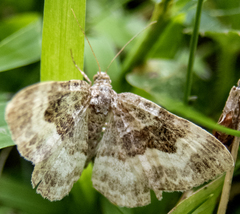Epirrhoe alternata