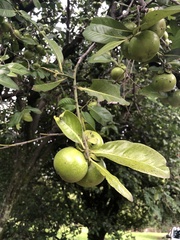 Diospyros nigra