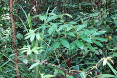Costaceae