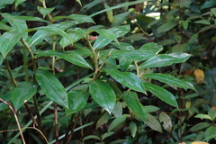 Costaceae