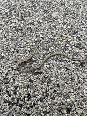Thamnophis marcianus