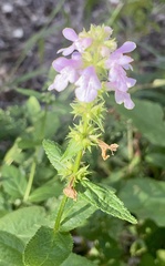 Stachys tenuifolia