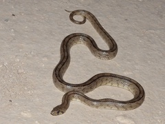 Zamenis scalaris