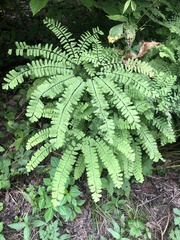 Adiantum pedatum