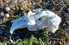 Leporidae
