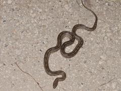 Zamenis scalaris