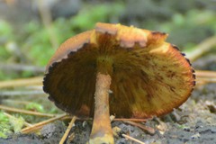 Pholiota granulosa