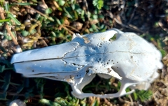Leporidae
