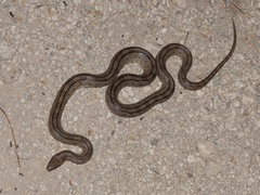 Zamenis scalaris