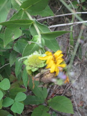 Silphium