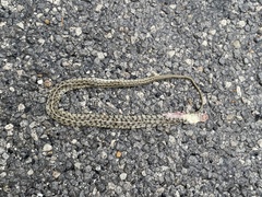 Thamnophis marcianus