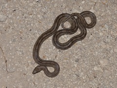 Zamenis scalaris