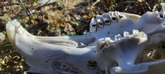 Leporidae