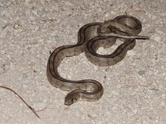 Zamenis scalaris