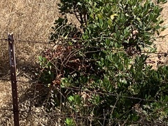 Heteromeles arbutifolia