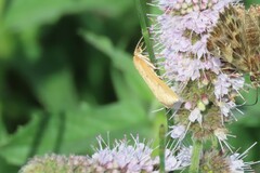 Achyra nudalis
