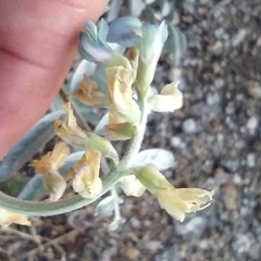 Astragalus douglasii parishii