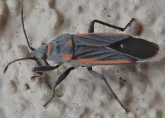 Melacoryphus lateralis