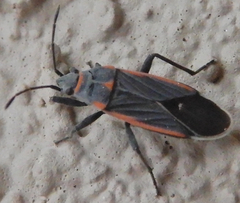 Melacoryphus lateralis