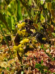 Scheuchzeria palustris