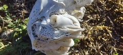 Leporidae
