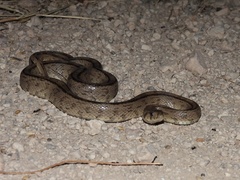 Zamenis scalaris